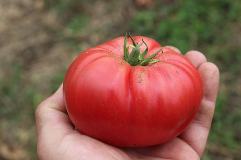 Prudens - Semences de tomates cultifreed