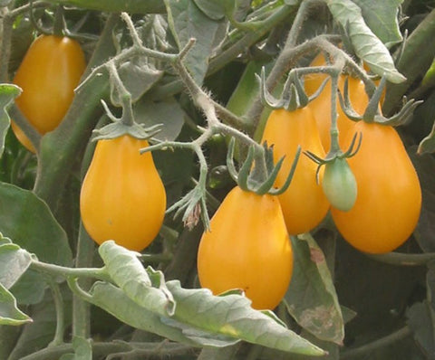 Coeur de Pigeon jaune - Semences de tomates cultifreed