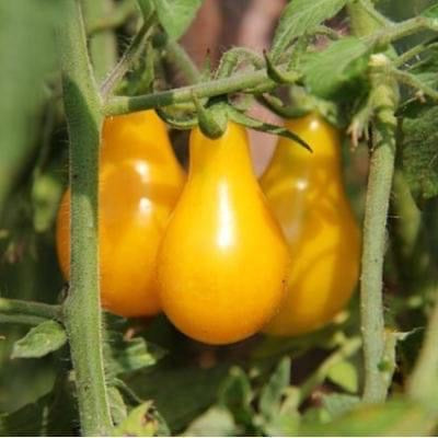 Cerise Poire Jaune - Semences de tomates cultifreed