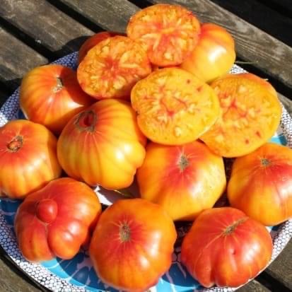 Allemande Dorée - Semences de tomates cultifreed