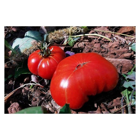 Côtelée d'Olmet - Semences de tomates cultifreed