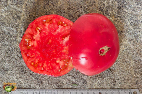 Gregory Altaï - Semences de tomates cultifreed