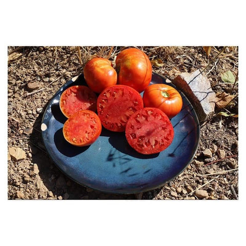 Corse - Semences de tomates cultifreed