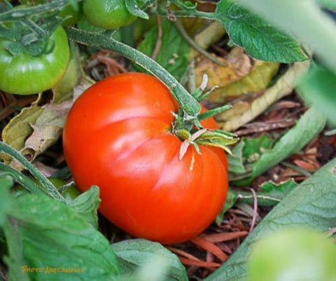 Marmande Hâtive - Semences de tomates cultifreed