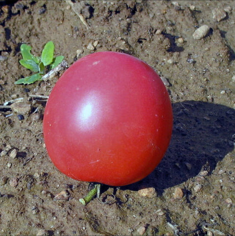 Maritime Rose - Semences de tomates cultifreed