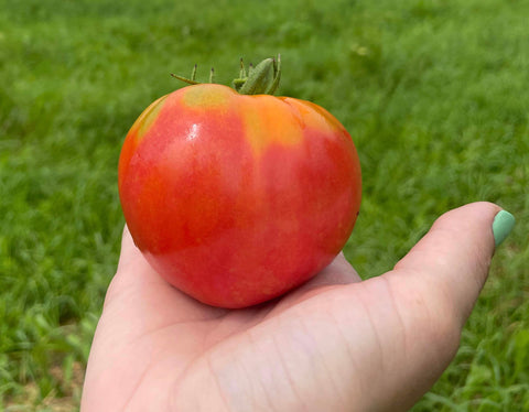 Coeur de Boeuf  Oxheart - Semence de tomates cultifreed