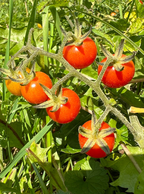 Cerise Sauvage du Mexique - Semences de tomates cultifreed