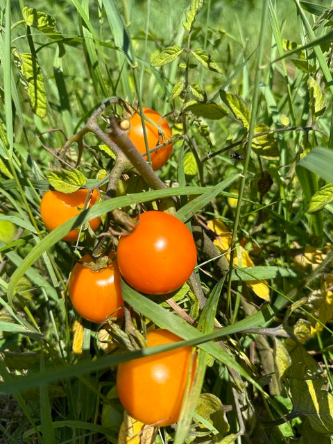 Ida Gold - Semences de tomates cultifreed