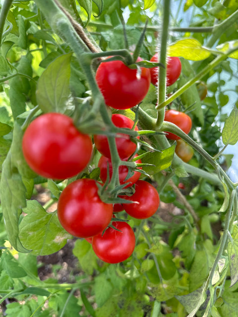 Miel du Mexique - Semences de tomates cultifreed