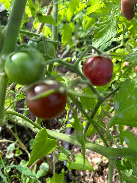 Cerise Noire - Semences de tomates cultifreed