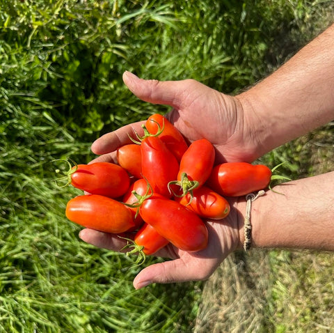 Dix Doigts de Naples - Semences de tomates cultifreed