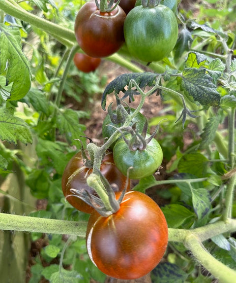 Prince Noir - Semences de tomates cultifreed