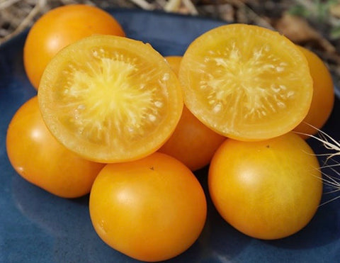 Wendy - Semences de tomates cultifreed