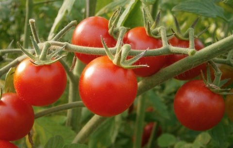 Montplaisir - Semences de tomates cultifreed