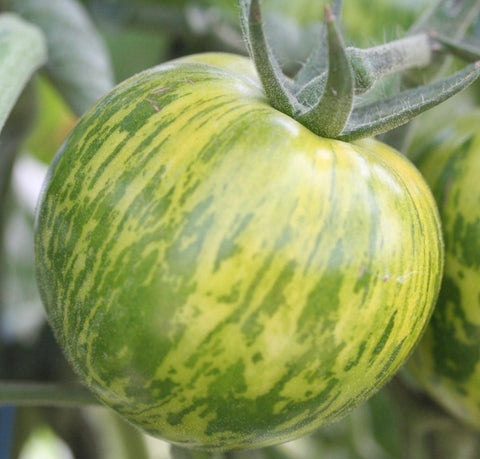 Verte Zébrée - Semences de tomates cultifreed