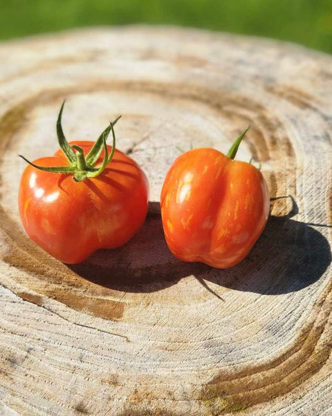 Bigarée Caverneuse - Semences de tomates cultifreed